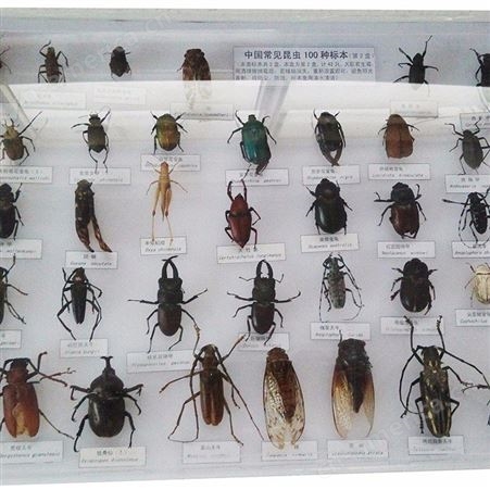 大型昆虫标本_远航_豪华版昆虫标本_质量可靠