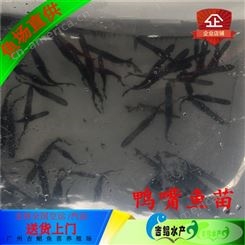 广州鸭嘴鱼苗价格厂家吉鲳水产全国发货鸭嘴鱼苗价格