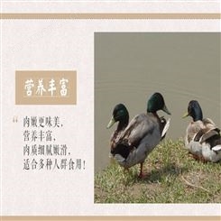 洪湖鸭子_神融_优质鸭子_价格便宜生态养殖