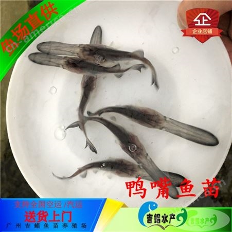 龙岩鸭嘴鱼苗鱼苗公司吉鲳水产良种生产鸭嘴鱼苗