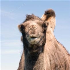 景区观赏骆驼 活体骆驼 骆驼养殖场  出售各种大小优质骆驼