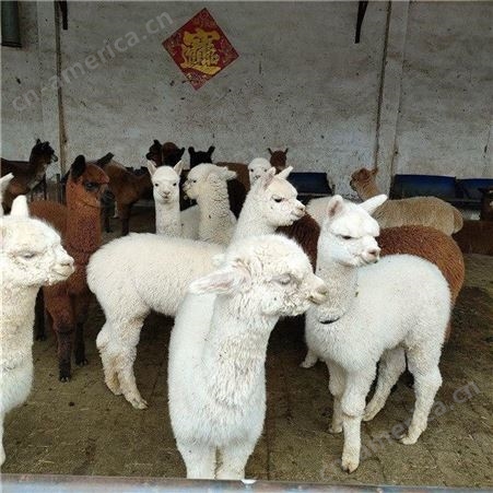 动物园景区成年观赏羊驼 嘉硕养殖场直供提供技术指导