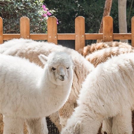景点观赏羊驼长期供应 现金回收成年羊驼