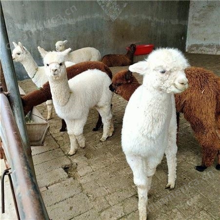 宠物羊驼养殖基地 小羊驼  成年羊驼租赁回收
