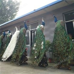 长期供应造型美观的蓝白孔雀标本 出售支持定制加工