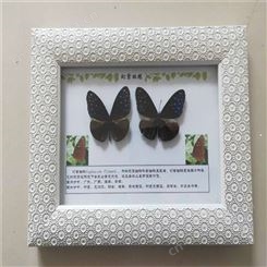 科普展览蝴蝶标本整姿销售蝴蝶标本供应厂家 蝴蝶分类标本蝴蝶展示