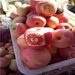产地红富士 新品种苹果实惠好吃 纸袋红富士价格很好 批发零售找裕顺