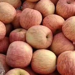 产地红富士 当季新鲜苹果 脆甜多汁好苹果 裕顺农户采购利润可观