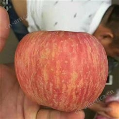 新鲜苹果价格 当季新鲜苹果 红富士价格美丽 裕顺农户采购利润可观