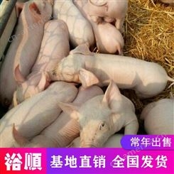 猪苗厂家 育肥小仔猪价格 裕顺品质可靠