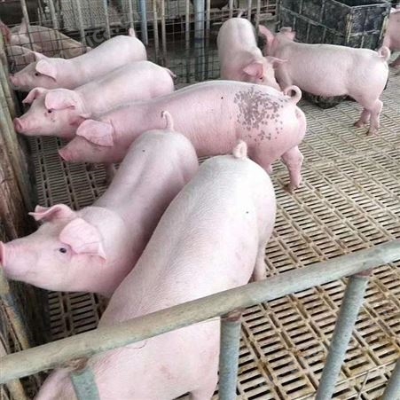 广东 大白仔猪养殖基地 双脊背仔猪批发 裕顺的小猪养得好