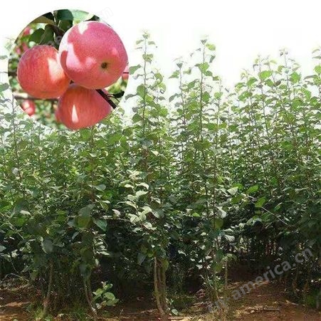 丽江苹果苗批发 丽江兴禾农业种植有限公司 红富士苹果苗