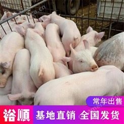 江苏 高产生猪好喂养 双脊背仔猪批发 裕顺农产品养猪场