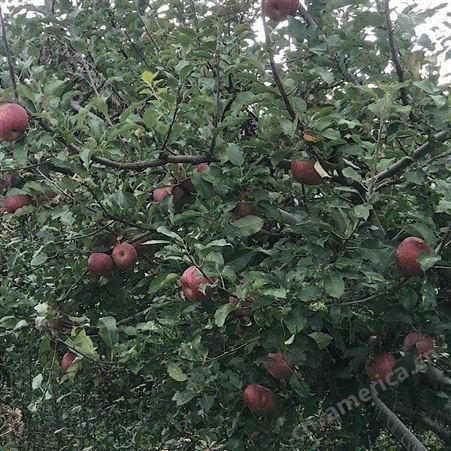 兰坪苹果苗价格 优质苹果苗销售 丽江兴禾农业种植有限公司