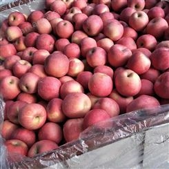 冷库苹果价格 当季新鲜苹果 烟台红富士苹果种植 裕顺价格实惠