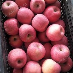 苹果批发 当季新鲜苹果 纸袋红富士价格很好 裕顺大量上市
