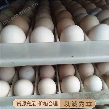 五黑鸡种蛋 青脚肉鸡种蛋 芦花鸡种蛋 批发厂家