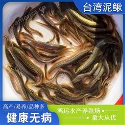 中国台湾泥鳅苗一手货源供应 正宗中国台湾泥鳅苗价格实惠