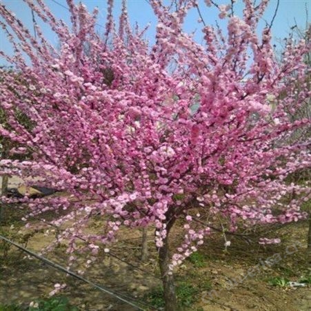 富士园林直销美人梅 专业绿化苗木供应 精品美人梅 树型优美