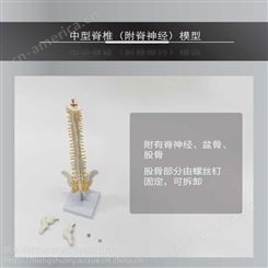 中型脊椎带腿骨模型45CM中型脊椎脊椎模型