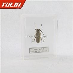 常见益虫蚂蚁昆虫标本高校教学标本 干制昆虫标本 教学标本