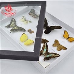 店长蝴蝶标本20种蝴蝶标本完整还原度高观察学习蝴蝶标本20种