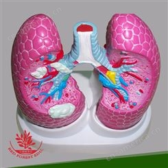 红树林1 肺病理模型人体肺部病理模型